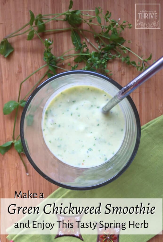 Green chickweed smoothie with chickweed herb