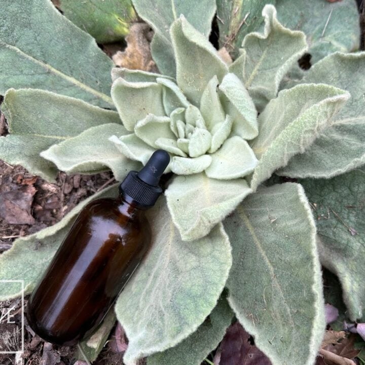 Mullein leaf glycerite with first year mullein plant