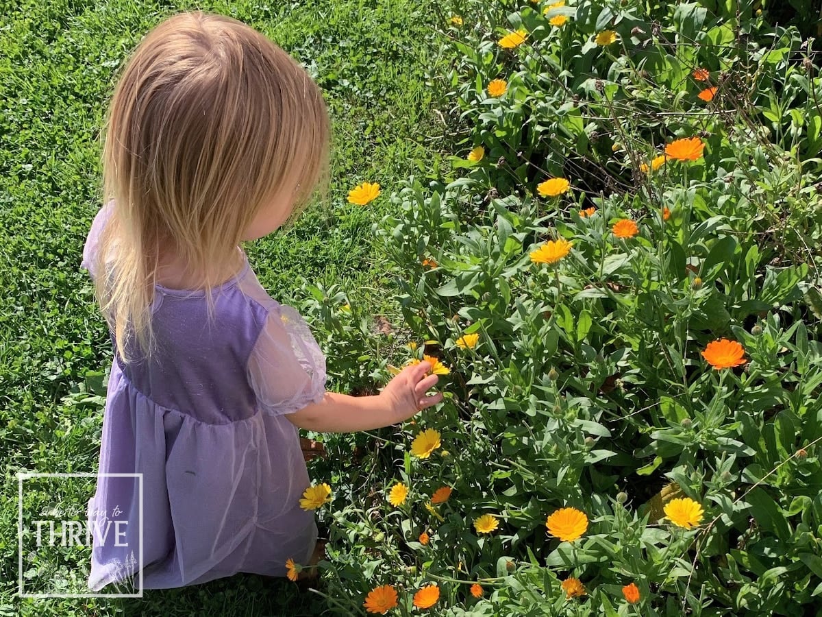 Picking calendula from the garden with young daughter