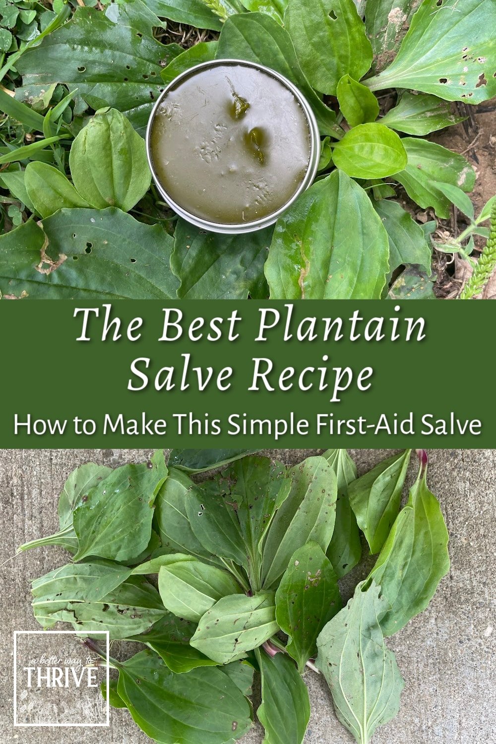 Plantain Leaves for Steam Cooking and Natural Taste - HubPages