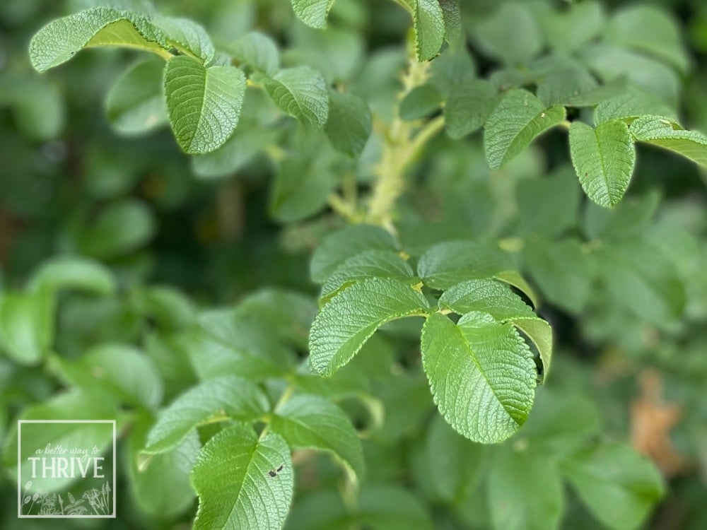 https://abetterwaytothrive.com/wp-content/uploads/close-up-of-rose-bush-leaves-and-thorns.jpg