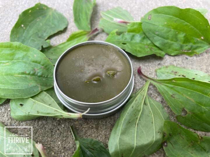 The Best Plantain Salve Recipe How to Easily Make This FirstAid Salve